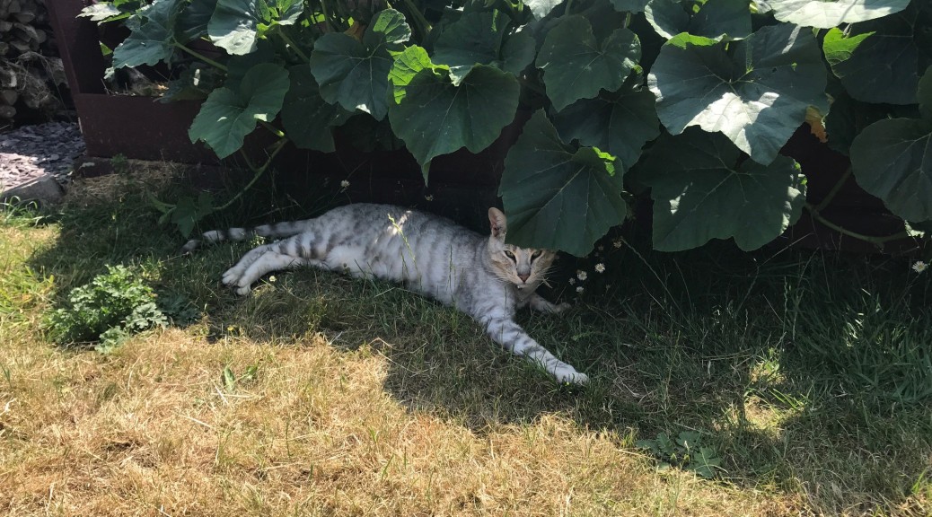 Cat lying in the shade of plants
